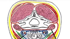 Фасции головы. Фасции шеи по Шевкуненко и PNA. Ход фасций. Клетчаточные пространства, их сообщения.