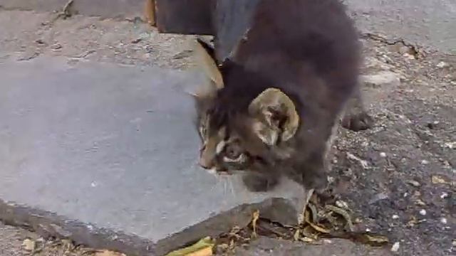 Барсеныш смотреть онлайн