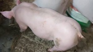 Покупка новой свинки Терминал-пьетрен