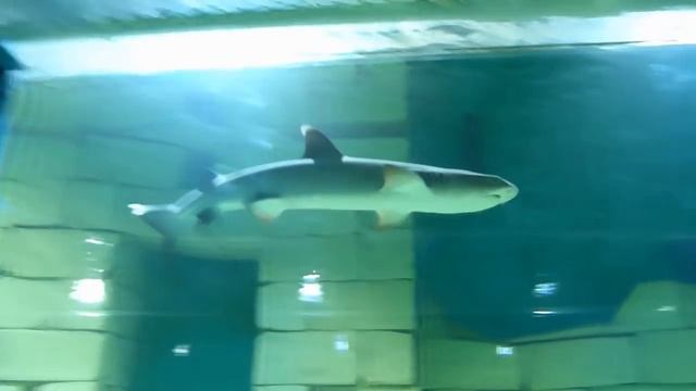 Самый длинный аквариум в Европе/Океанариум Самара вся ПРАВДА!ВНИМАНИЕ КОНКУРС ДЛЯ ВАС смотреть онлайн