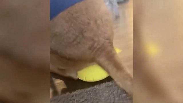 Лучшие приколы про животных!!! Очень весело!!! смотреть онлайн