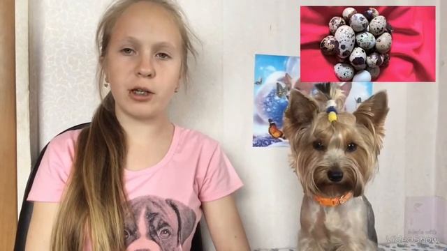 Можно ли давать сыр собаке?! || Jessica York йоркширский терьер Джесси смотреть онлайн