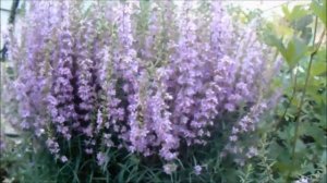 И СНОВА В САДУ ЦВЕТЕТ ДЕРБЕННИК