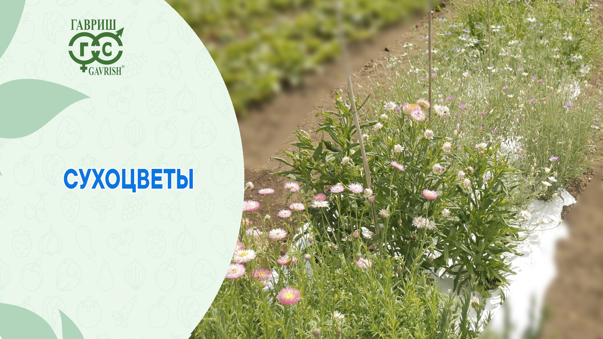 Цветы живой природы смотреть онлайн