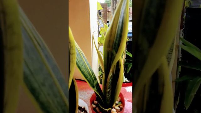 Do you think they are same? Black Dragon and Golden Flame sansevieria | snake plant смотреть онлайн