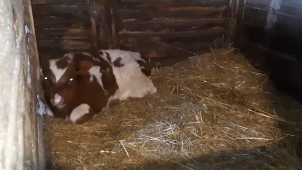 Хрюша храпит ))