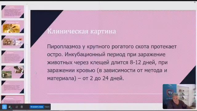 Пироплазмоз у КРС смотреть онлайн