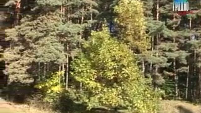 отравление грибами