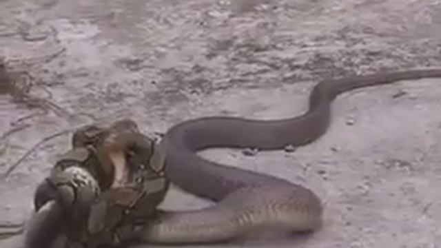Кобра против питона кто победит(2) смотреть онлайн