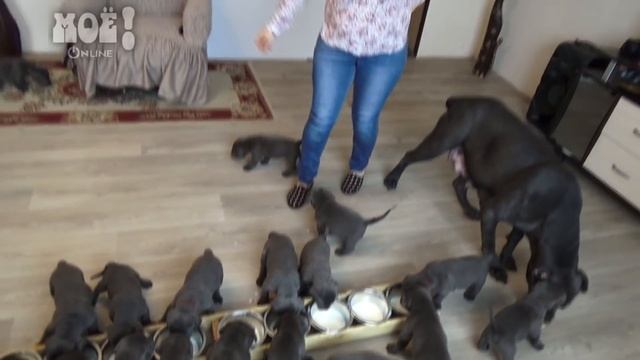 В Воронеже собака породы кане-корсо родила 19 щенков смотреть онлайн