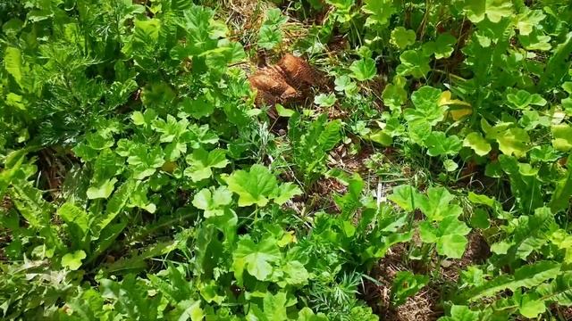 Спасаем птицу Бекас - Gallinago GALLINAGO - Карма +1000000 смотреть онлайн