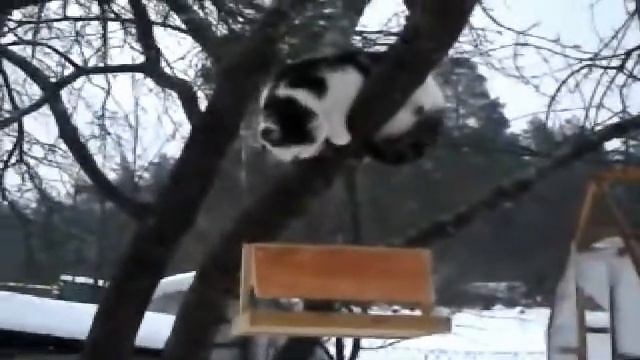 Кот и сало. смотреть онлайн