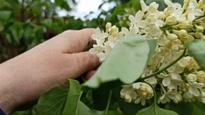 Жёлтая сирень в моём саду.