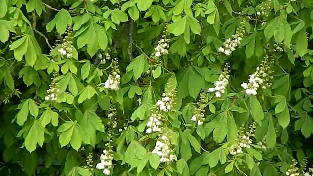 Aesculus hippocastanum смотреть онлайн