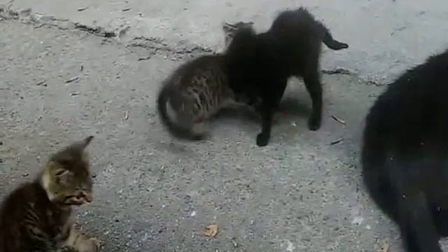 Уличные котята играются :) смотреть онлайн