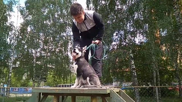 Дрессировка собак -Хаски смотреть онлайн