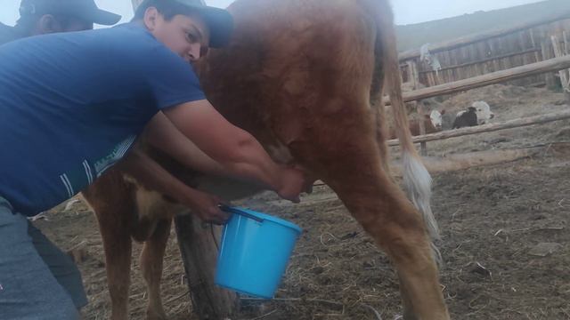 дойка коровы первотелка как в старые добрые ток страшнее🥺