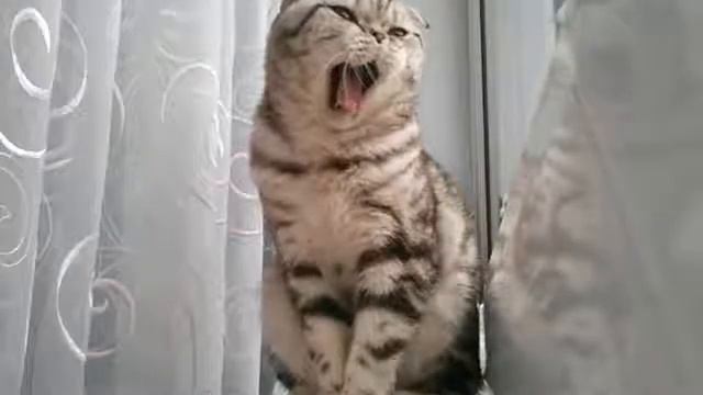 Поющая Кошка смотреть онлайн