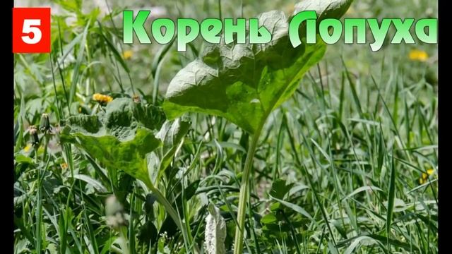 Вместо шампуня - ВОТ ЧЕМ нужно мыть голову! смотреть онлайн