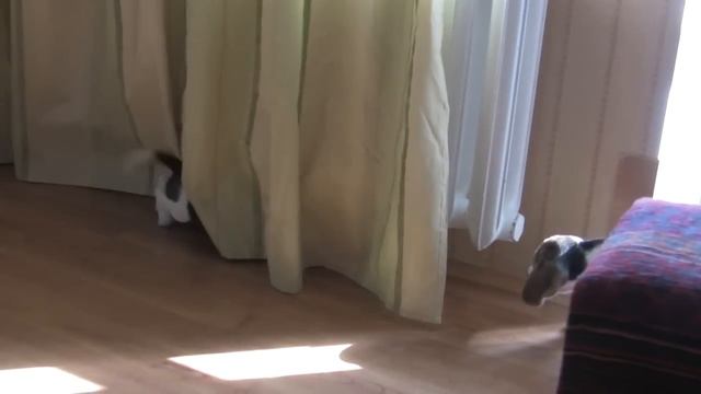 Щенки бигля. Забавные щенячьи шалости. смотреть онлайн
