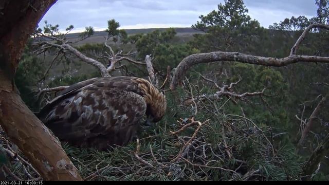 Kaljukotkas - First egg 2021-03-21 смотреть онлайн