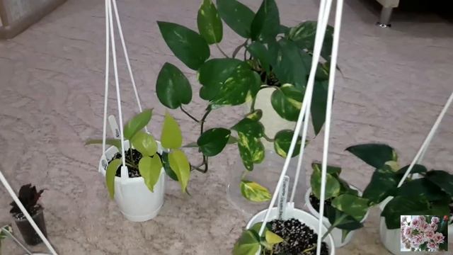 Комнатные цветы. смотреть онлайн