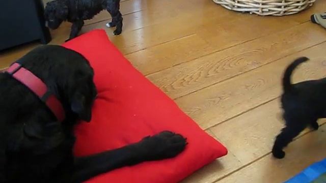 Barbet puppies learning "No!" смотреть онлайн