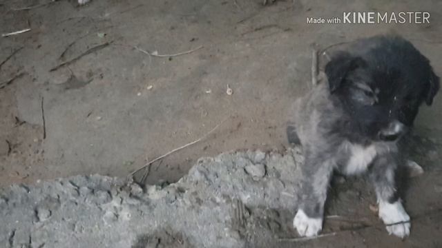 Влог: Ливень залил Дом/Щенок Хаски/ Салат на Зиму/Засолка огурцов/ смотреть онлайн