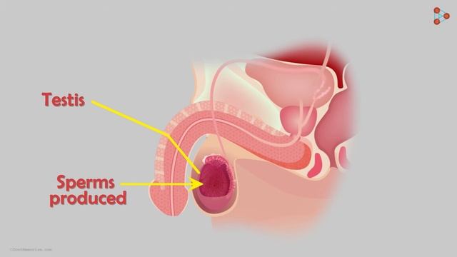 Reproduction - Lesson 23 | Male Reproductive System - in Hindi (हिंदी में ) | Don't Memorise смотреть онлайн