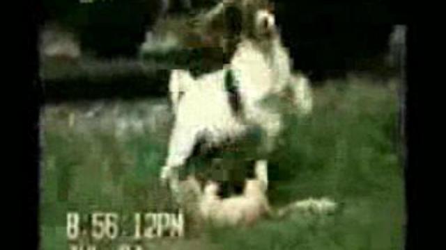 Pets Do The Funniest Things смотреть онлайн