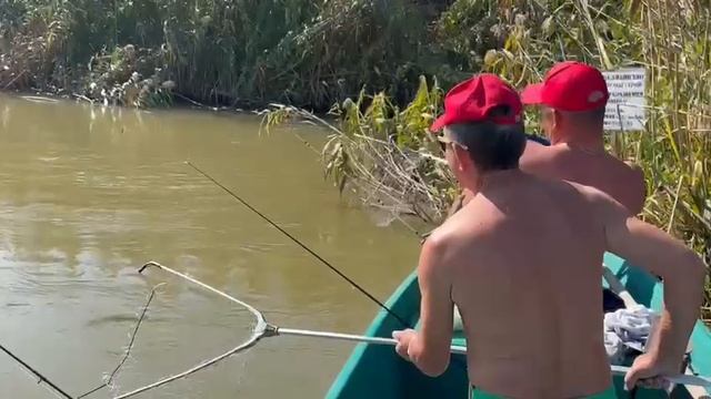 Осенний сазан дает "жару"??? смотреть онлайн