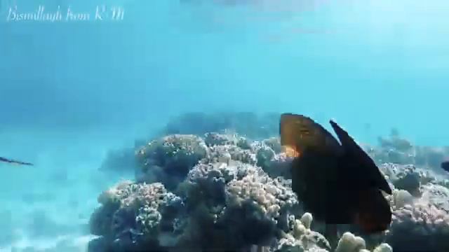 Къел Некъ д1а ц1ан бе ахь Везан Дел, ца нис луш долуш х1умшех д1а ц1ан де ахь Я Аллах1 Везан Дел смотреть онлайн