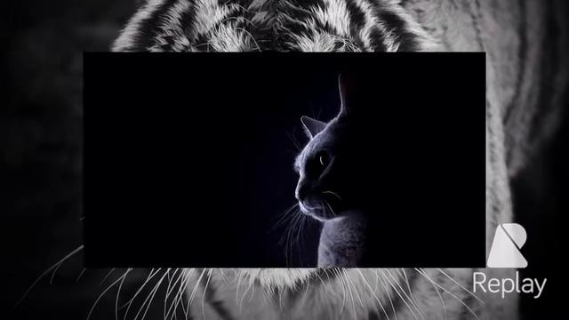 Киса-Мур,Мур)*\Ирина❤️/ смотреть онлайн