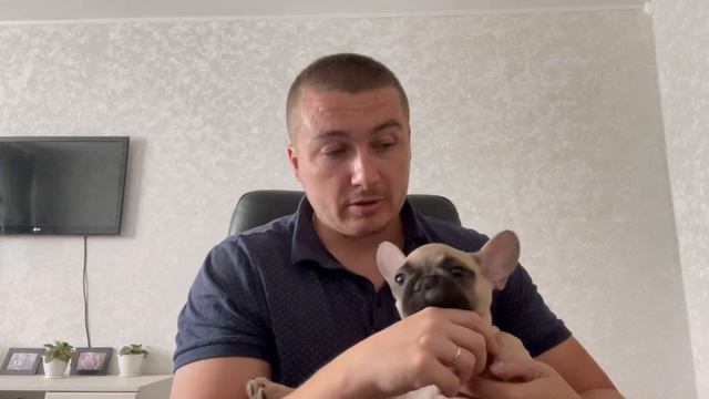 ЩЕНОК В КВАРТИРЕ / ФРАНЦУЗСКИЙ БУЛЬДОГ / Особенности смотреть онлайн