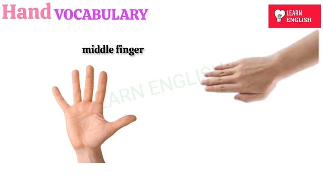 Parts of body in English | Human body parts vocabulary | English vocabulary @learnenglishdp смотреть онлайн