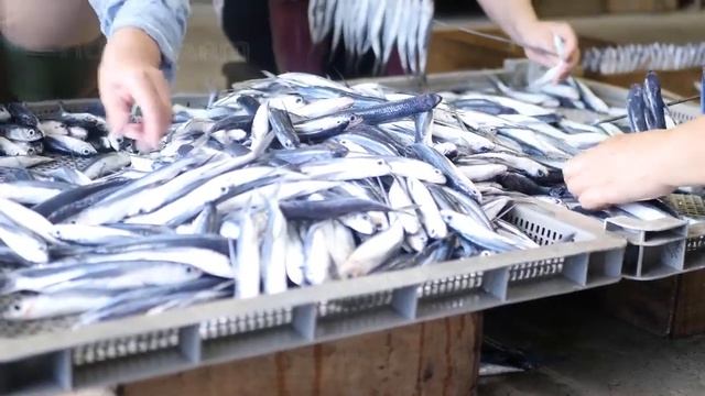 Японская летающая рыба ловя и обработка - как поймать летающую рыбу смотреть онлайн