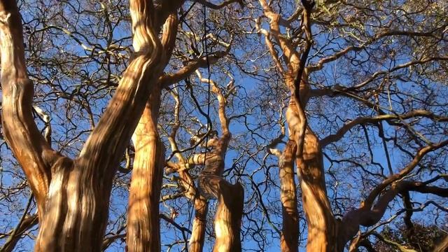 Crepe Myrtle, Lagerstroemia Indica In Winter
