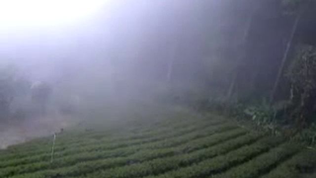 Как чай встречается с облаками Син Чжу. Формоза-Чай смотреть онлайн