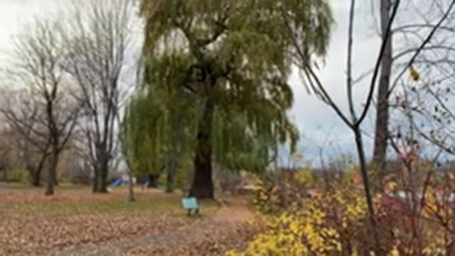 ПРОГУЛКА ПО ОСЕННЕМУ ПАРКУ В КАНАДЕ. Ловим лягушек на ужин. смотреть онлайн