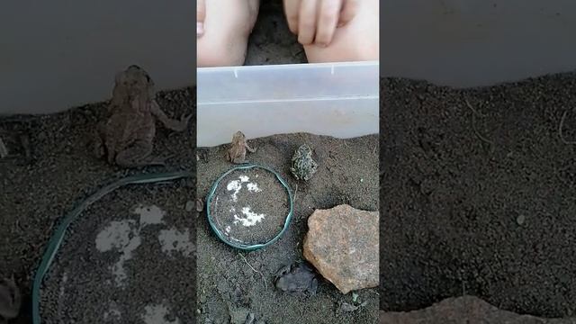 ?как отличить зелёную жабу от серой? смотреть онлайн