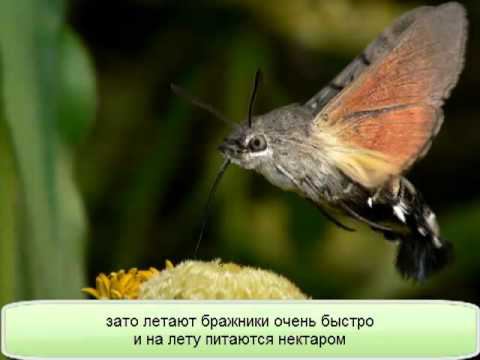 Бабочка бражник смотреть онлайн