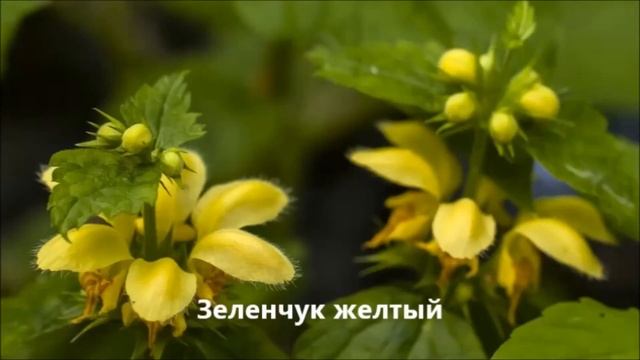 Дубово грабовый лес смотреть онлайн