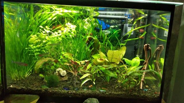 Супербюджетный аквариум на 20 литров! Без удобрения и тестов смотреть онлайн