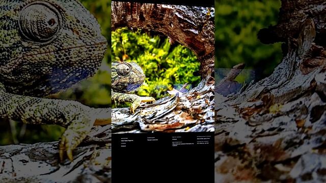 #Хамелеон_Курортный_городок_Родригес#золотаячерепаха#дикокрасиво#shorts #video смотреть онлайн