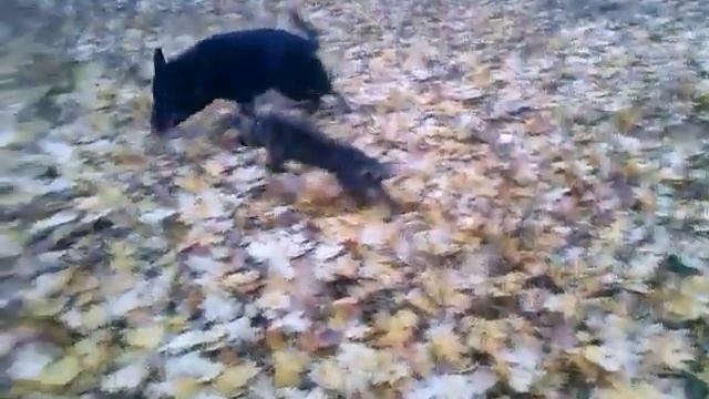 гуляйте с собаками ! цените мгновение !