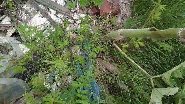 В поисках грибной радости