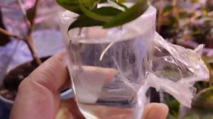 Укоренение черенка Мирта в воде прошло успешно. Урааа! 🤗🪴