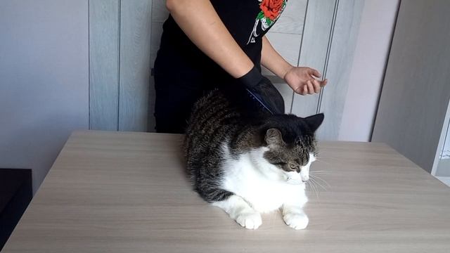 Перчатка чесалка для кошек и собак Zoobusya смотреть онлайн