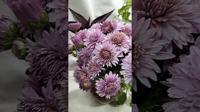 Хризантема корейская садовая Пинк Селебрейшн #chrysanthemumflower #растенияпочтой #корея смотреть онлайн