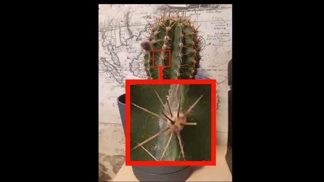 мой кактус это илюминат смотреть онлайн
